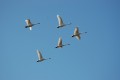 DSC_5041.jpg